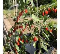 semi di bacche di goji - giardino letto rialzato resistente balcone vecchie 100pcs