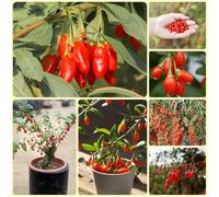 Semi di bacche di Goji, Le di bacche di Goji sono resistenti Bacche di lupo rosse, Lycium chinense, del giardino rare semi biologici 100pcs