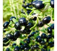 semi di bacche di goji nere, balcone interno per giardinieri resistenti per giardini rocciosi giardino biologiche semi i luoghi 300pcs