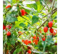 semi di bacche di Goji, per giardinieri giardino raro esotico acquistare semi colonnari 50pcs