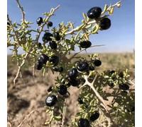 semi di bacche di goji, rampicanti rustiche, colonnari bacca, perenne, balcone con letto 300pcs