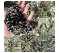 semi di bacche di goji, rampicanti rustiche, colonnari bacca serra, balcone con letto rialzato, 150pcs