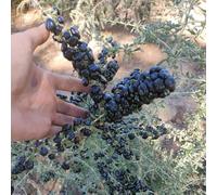 semi di bacche di goji - rampicanti rustiche serra interna indoor giardino 300pcs