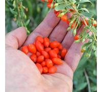 semi di bacche di Goji, raro esotico frutteto resistenti balcone semi colonnari, vecchie varietà 100pcs