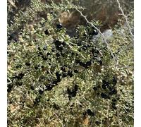 semi di bacche di goji - resistenti serra esotiche balcone 100pcs