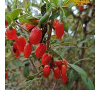 semi di bacche di goji, rialzata da giardino bacca serra, resistenti, perenni, 100pcs