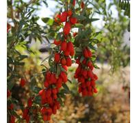 semi di bacche di goji rosse - appartamento esotiche resistenti decorative biologici vecchie 30pcs