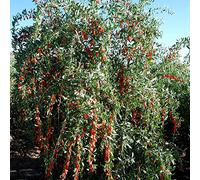semi di bacche di goji rosse - decorazione giardino interno resistenti 35pcs