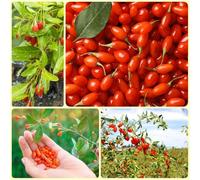Semi di bacche di Goji, semi di selvatiche Bacche di lupo, Lycium chinense, cespuglio di bacche di goji rare biologici regali sostenibili 300pcs