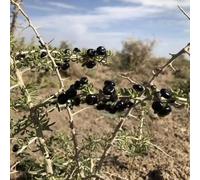 semi di bacche di goji, serra bacca letto rialzato, colonnare resistente d'appartamento, 100pcs