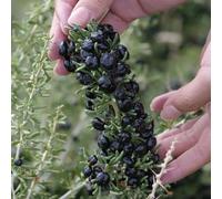 semi di bacche di goji, serra interna, bacca letto rialzato, colonnare resistente da colonnari, giardino, 200pcs