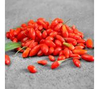 Semi di bacche di Goji, sono resistenti Bacche di lupo rosse, Lycium chinense, semi di selvatiche del giardino regali 300pcs