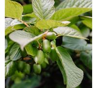 Semi di bacche di kiwi, Actinidia chinensis, antiche varietà le sono resistenti semi di balcone 30pcs