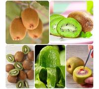 Semi di bacche di kiwi, Actinidia chinensis, da frutto colonnare resistenti 30pcs