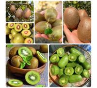 Semi di bacche di kiwi, Actinidia chinensis, da frutto colonnare sementi biologiche frutteto semi di per il giardino rari 50pcs