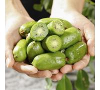 Semi di bacche di kiwi, Actinidia chinensis, giardino di resistenti per il giardino balcone 100pcs