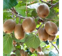Semi di bacche di kiwi, Actinidia chinensis, giardino di semi di per il giardino da frutto colonnare 350pcs