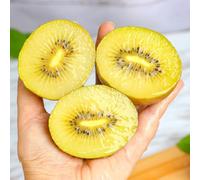 Semi di bacche di kiwi, Actinidia chinensis, Gli da frutto nani sono resistenti antiche varietà semi rari da balcone resistenti 20pcs