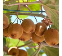 Semi di bacche di kiwi, Actinidia chinensis, rustiche da balcone resistenti giardino 50pcs