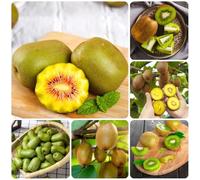 Semi di bacche di kiwi, Actinidia chinensis, rustiche per balconi antiche varietà giardino di da frutto 300pcs