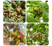 semi di bacche di kiwi - appartamento antiche varietà biologici 85pcs