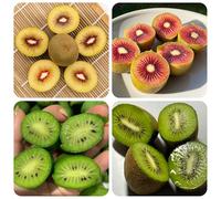 semi di bacche di kiwi - balcone esotici resistenti giardino 300pcs