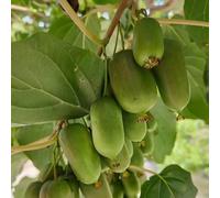 semi di bacche di kiwi - balcone perenni resistenti aiuola rialzata giardino 50pcs