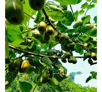 semi di bacche di kiwi - biologici balcone 200pcs