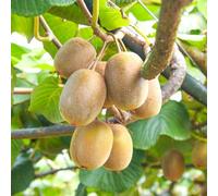 semi di bacche di kiwi - colonnare del giardino da colonnari rustiche vecchie 550pcs