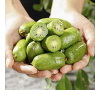 semi di bacche di kiwi - da balcone biologici dei colonnari 50pcs