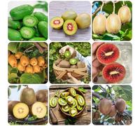 semi di bacche di kiwi - da balcone perenni vecchie varietà resistenti 85pcs