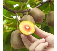 semi di bacche di kiwi - da biologici dei colonnare del giardino balcone 350pcs