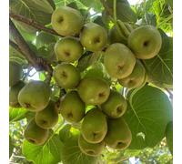 semi di bacche di kiwi - estremamente resistenti biologici rustiche aiuola rialzata 10pcs