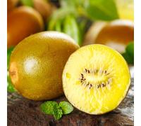 semi di bacche di kiwi - perenni resistenti giardino biologici estremamente 150pcs