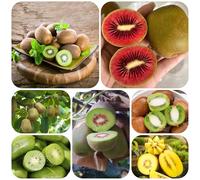 semi di bacche di kiwi - vecchie varietà, resistenti letto rialzato del giardino 300pcs