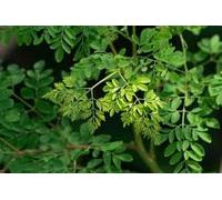 Semi di bacchetta di Moringa Oleifera biologica da 100 pezzi | Non OGM | per germogliare, piantare, cucinare. Semi non trasformati, semi freschi da giardino, scelta dei giardinieri!