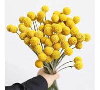 Semi di bacchetta - semi di come per gli ospiti Craspedia globosa - da balcone resistenti rare autunnali semi di da balcone regali 300pcs