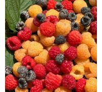 semi di balcone lampone, giardino semi per balcone lampone colonnari 350pcs