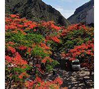 semi di balcone resistenti balcone con letto elevato esotico di ufficio Le perenne sono perenne resistenti 10pcs