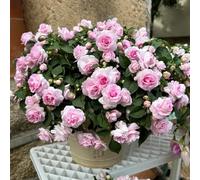 Semi di balsamo dell'Himalaya, copertura del terreno Impatiens balsamina, vecchie varietà esotici resistenti per il giardino decorazione da 120pcs