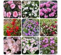 Semi di balsamo dell'Himalaya, da balcone resistenti Impatiens balsamina, semi di vecchie varietà di semi decorazione da giardino per esterni 450pcs