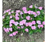 Semi di balsamo dell'Himalaya, da esterno resistenti Impatiens balsamina, da balcone resistenti per gli ospiti con semi di perenni 50pcs