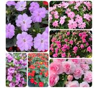 Semi di balsamo dell'Himalaya, semi di selvatici Impatiens balsamina, decorazione da giardino per esterni decorazione soggiorno resistenti perenni 500pcs