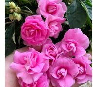 Semi di balsamo dell'Himalaya, vecchie varietà di semi Impatiens balsamina, semi di selvatici da balcone resistenti giardino per luoghi soleggiati 200pcs