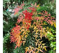 semi di bambù del cielo - giardino interno perenni resistenti, da balcone semi giardino giardino 90pcs