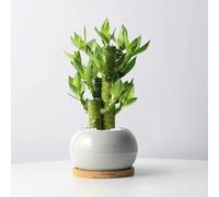 semi di bambù fortuna decorativa, copertura del terreno resistenti, aiuola rialzata da giardino, 85pcs