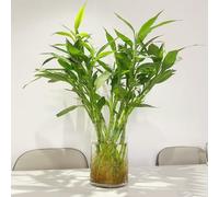 Semi di bambù fortunato - bambù fortunato decorative vecchie varietà prodotti sostenibili da balcone da appartamento facili curare esotico verdi appartamento che 10pcs