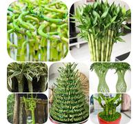 Semi di bambù fortunato - da appartamento facili da curare balcone vecchie varietà ufficio per gli amanti del giardino prodotti sostenibili d'appartamento 60pcs