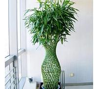 Semi di bambù fortunato - da balcone esotico resistenti in vaso da esterno serre balcone per gli amanti del giardino ufficio appartamento facili curare 40pcs