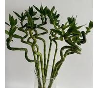 Semi di bambù fortunato, d'appartamento che purificano l'aria da interno prodotti sostenibili semi di bambù, resistenti per il giardino esotiche 20pcs